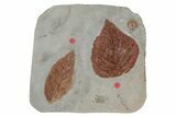 Two Fossil Leaves (Cyclocarya & Davidia) - Montana #215522-1